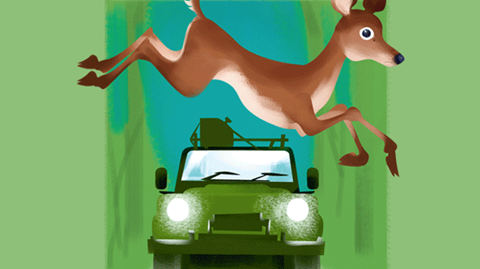Aanrijding met dieren: welke autoverzekering dekt schade?
